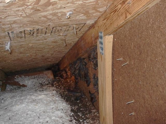 Animal feces in an Grand Rapids attic