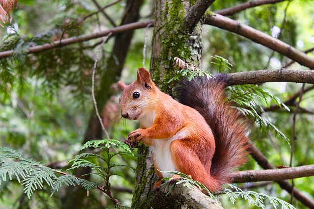 Wildlife control in Grand Rapids