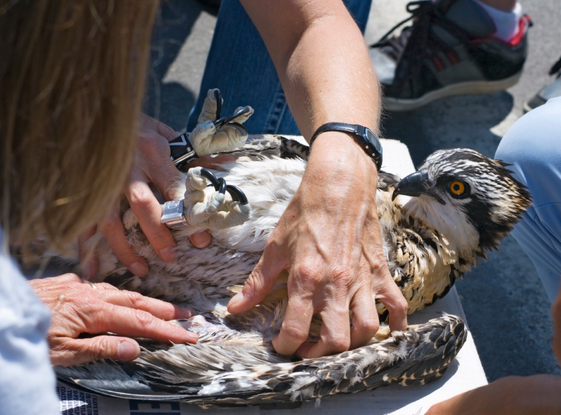 Wildlife management in Grand Rapids area